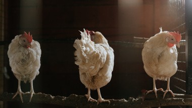 Новый грант для сельхозпроизводителей – «Агропрогресс»