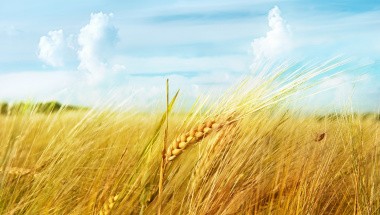 Участники зернового рынка полностью готовы к работе во ФГИС «Зерно»