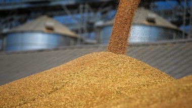 С 3 июля выдача фитосанитарного сертификата будет осуществляться только на платформе «Мой экспорт»