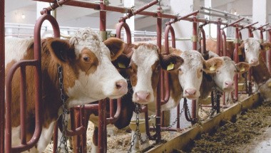 В России выросло производство продукции животноводства.